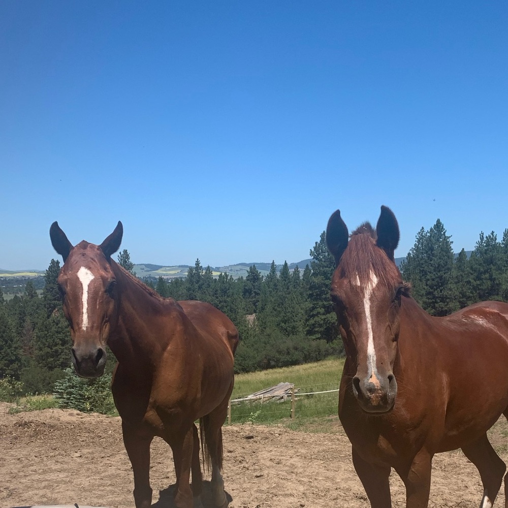 Meet your Posher, Emilee